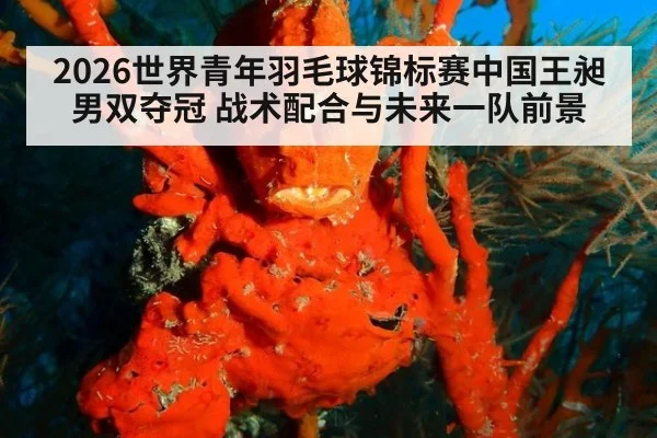2026世界青年羽毛球锦标赛中国王昶男双夺冠 战术配合与未来一队前景